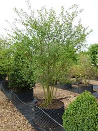 Attēlu rezultāti vaicājumam “Euonymus europaeus”