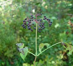 Attēlu rezultāti vaicājumam “Sambucus nigra leaf”