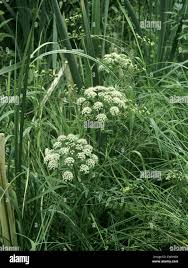 Attēlu rezultāti vaicājumam “Cicuta virosa leaf”
