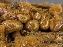 Attēlu rezultāti vaicājumam “Dianema nivale macro”