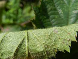 Attēlu rezultāti vaicājumam “Rubus plicatus”