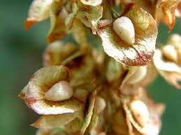 Attēlu rezultāti vaicājumam “Rumex crispus fruit”