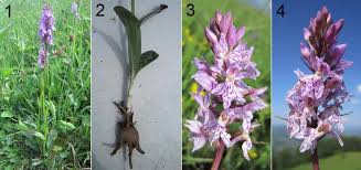 Attēlu rezultāti vaicājumam “Dactylorhiza fuchsii leaf”