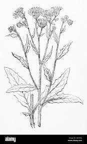 Attēlu rezultāti vaicājumam “Hieracium vulgatum bud”