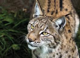 Image result for Lancashire Lynx