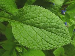 Attēlu rezultāti vaicājumam “Borago officinalis leaf”