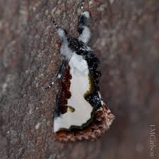 Attēlu rezultāti vaicājumam “Mollisia uda”