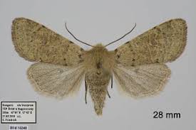 Attēlu rezultāti vaicājumam “Orthosia cruda”