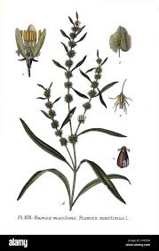 Attēlu rezultāti vaicājumam “Rumex maritimus leaf”