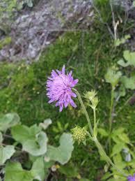 Image result for Knautia dipsacifolia