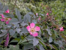 Attēlu rezultāti vaicājumam “Rosa glauca flower”