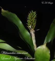 Afbeeldingsresultaat voor Wittmackia amorimii