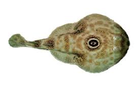 Image result for Styracura pacifica