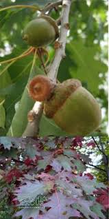 Attēlu rezultāti vaicājumam “Quercus rubra fruit”