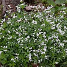 Image result for Galium odoratum