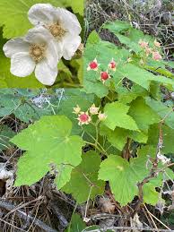 Attēlu rezultāti vaicājumam “Rubus parviflorus fruit”
