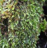 Attēlu rezultāti vaicājumam “Taxiphyllum wissgrillii”