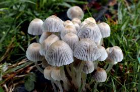 Attēlu rezultāti vaicājumam “Coprinus disseminatus”