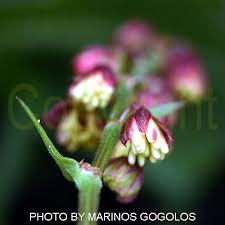 Attēlu rezultāti vaicājumam “Rumex acetosa bud”