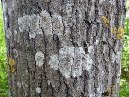 Attēlu rezultāti vaicājumam “Lecanora allophana”