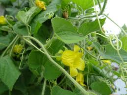 Attēlu rezultāti vaicājumam “Thladiantha dubia”