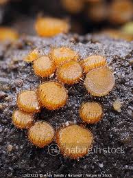 Attēlu rezultāti vaicājumam “Cheilymenia stercorea”