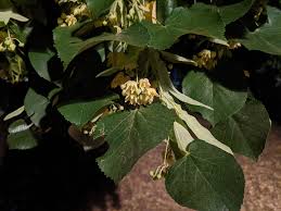 Attēlu rezultāti vaicājumam “Tilia tomentosa flower”