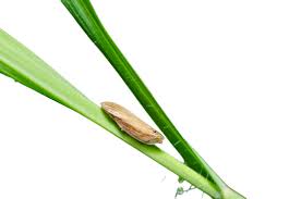 Attēlu rezultāti vaicājumam “Sternorrhyncha”