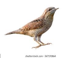 Attēlu rezultāti vaicājumam “Jynx torquilla”