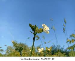 Attēlu rezultāti vaicājumam “Silene latifolia subsp. alba flower”