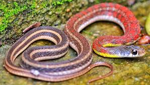 Attēlu rezultāti vaicājumam “Serpentes”