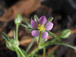 Attēlu rezultāti vaicājumam “Spergularia rubra flower”