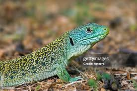 Attēlu rezultāti vaicājumam “Leporida”