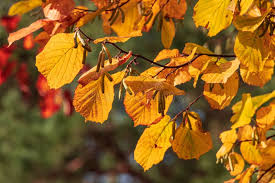 Attēlu rezultāti vaicājumam “Corylus avellana leaf”