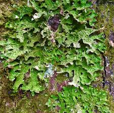 Attēlu rezultāti vaicājumam “Lobaria pulmonaria”
