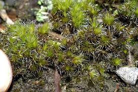 Attēlu rezultāti vaicājumam “Campylopus introflexus”