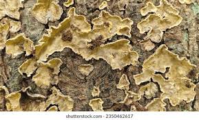 Attēlu rezultāti vaicājumam “Stereum rugosum”