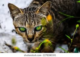 Attēlu rezultāti vaicājumam “Felis silvestris catus adult”