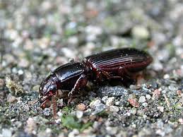 Attēlu rezultāti vaicājumam “Clivina fossor”