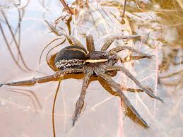 Attēlu rezultāti vaicājumam “Dolomedes fimbriatus”