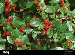 Attēlu rezultāti vaicājumam “Cotoneaster divaricatus fruit”