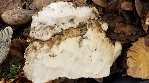 Attēlu rezultāti vaicājumam “Antrodia”