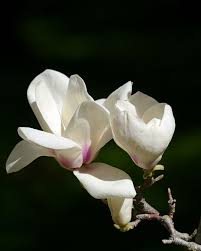 Attēlu rezultāti vaicājumam “Magnolia cylindrica”