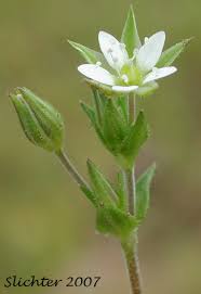 Attēlu rezultāti vaicājumam “Arenaria serpyllifolia flower”