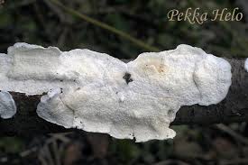 Attēlu rezultāti vaicājumam “Plicatura nivea”