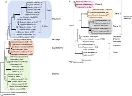 Attēlu rezultāti vaicājumam “Didymium crustaceum plasmodium”