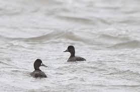 Image result for Aythya affinis