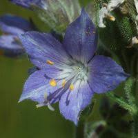 Attēlu rezultāti vaicājumam “Polemonium caeruleum bud”