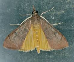 Attēlu rezultāti vaicājumam “Crambidae”