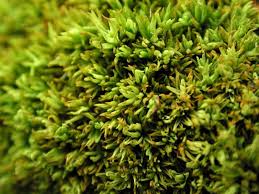 Attēlu rezultāti vaicājumam “Tortella inclinata”